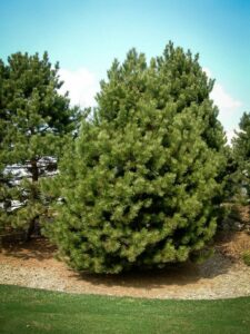 Сосна Чёрная (Pinus Nigra) купить по цене от 270.00р. в интернет-магазине «Посадика» с доставкой почтой в в Сестрорецке и по всей России – [изображение №1].