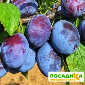 Слива Чачакская ранняя купить по цене от 229.00р. в интернет-магазине «Посадика» с доставкой почтой в в Сестрорецке и по всей России – [изображение №1].