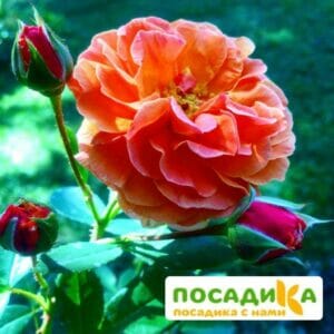 Роза Арабия купить по цене от 350.00р. в интернет-магазине «Посадика» с доставкой почтой в в Сестрорецке и по всей России – [изображение №1].