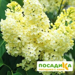 Сирень Примроуз (Primrose) купить по цене от 529.00р. в интернет-магазине «Посадика» с доставкой почтой в в Сестрорецке и по всей России – [изображение №1].