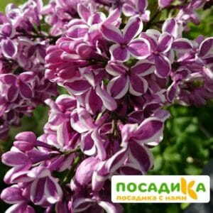 Сирень Сенсация купить по цене от 529.00р. в интернет-магазине «Посадика» с доставкой почтой в в Сестрорецке и по всей России – [изображение №1].