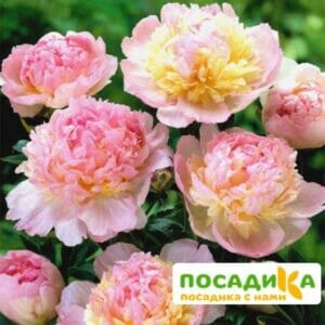 Пион Распберри Сандей (Paeonia Raspberry Sundae) купить по цене от 959р. в интернет-магазине «Посадика» с доставкой почтой в в Сестрорецке и по всей России – [изображение №1].