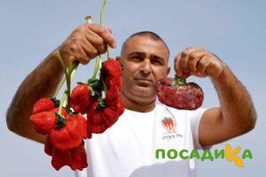 Клубника Гигант Джорнея купить по цене от 266р. в интернет-магазине «Посадика» с доставкой почтой в в Сестрорецке и по всей России – [изображение №1].