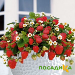 Клубника Рубиновый Шепот (горшечная) купить по цене от 240р. в интернет-магазине «Посадика» с доставкой почтой в в Сестрорецке и по всей России – [изображение №1].