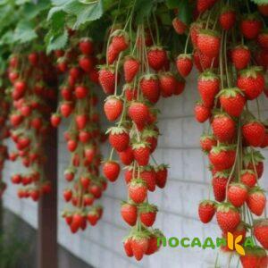 Клубника вьющаяся Комплимент купить по цене от 470р. в интернет-магазине «Посадика» с доставкой почтой в в Сестрорецке и по всей России – [изображение №1].