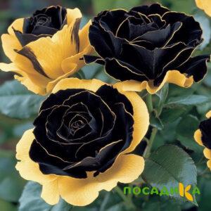 Роза Ханни Сикл купить по цене от 700р. в интернет-магазине «Посадика» с доставкой почтой в в Сестрорецке и по всей России – [изображение №1].