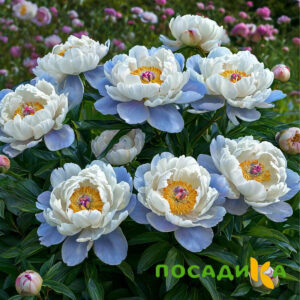 Пион акварельный Этюд купить по цене от 806р. в интернет-магазине «Посадика» с доставкой почтой в в Сестрорецке и по всей России – [изображение №1].