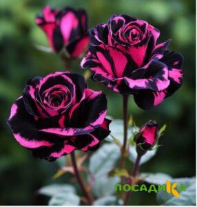 Роза Багровый Шепот купить по цене от 366р. в интернет-магазине «Посадика» с доставкой почтой в в Сестрорецке и по всей России – [изображение №1].