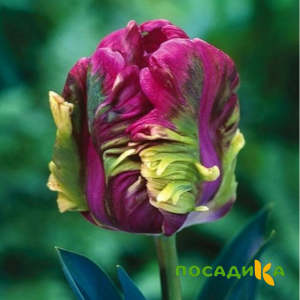 Тюльпан Экзотик Хэвен купить по цене от 186р. в интернет-магазине «Посадика» с доставкой почтой в в Сестрорецке и по всей России – [изображение №1].